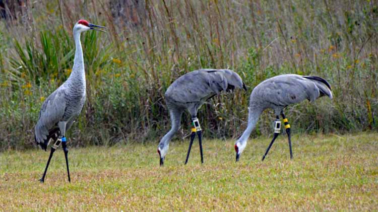 sandhill cranes